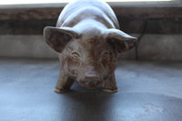 Stoneware Pig